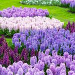 What are Hyacinths? | Types of Hyacinths