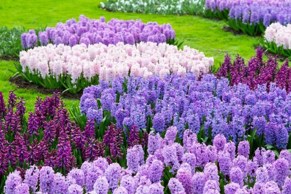 What are Hyacinths? | Types of Hyacinths